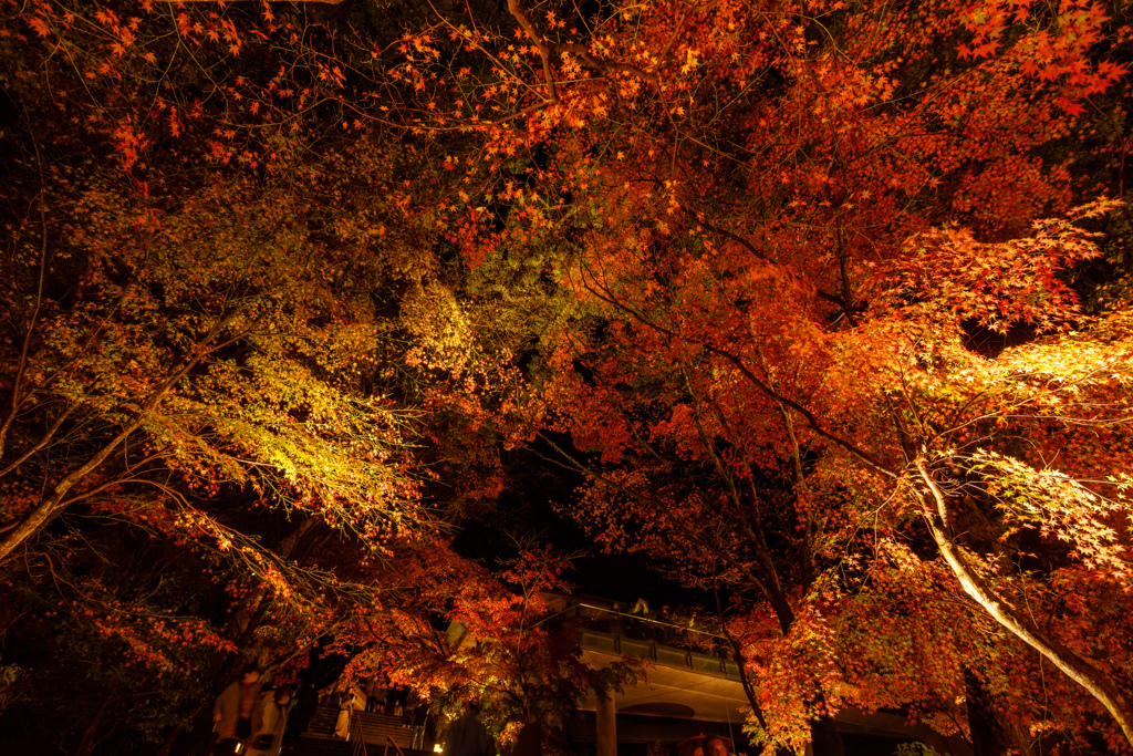 竈門神社の紅葉２０２２＃６