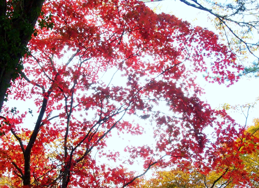 箱根の紅葉