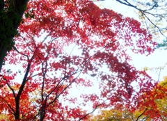 箱根の紅葉