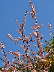 久留米　石橋文化センターの花　