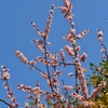 久留米　石橋文化センターの花　