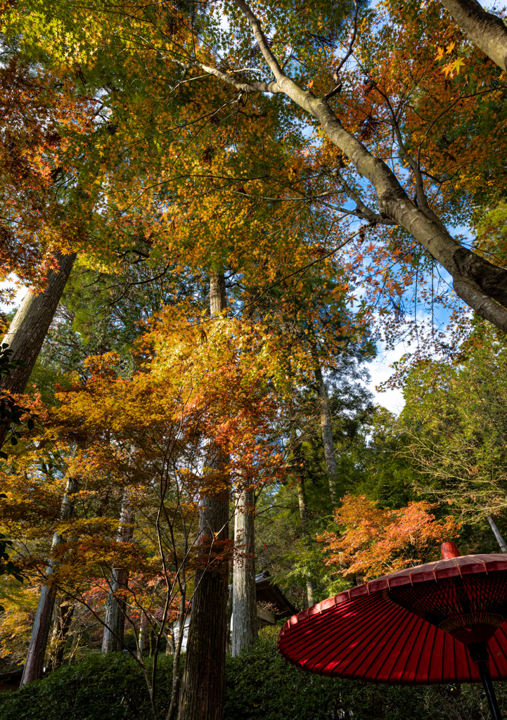 大興善寺の紅葉２０２０　その８