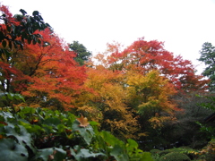 箱根神社の紅葉