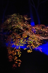 六義園の紅葉３