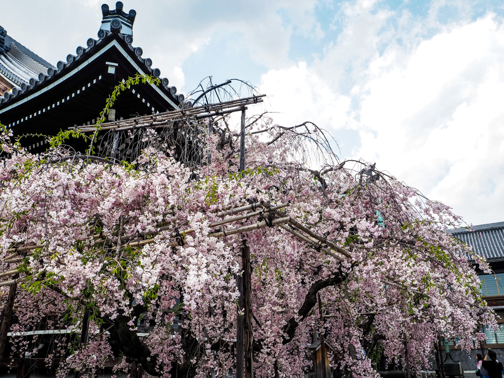 佛光寺の桜