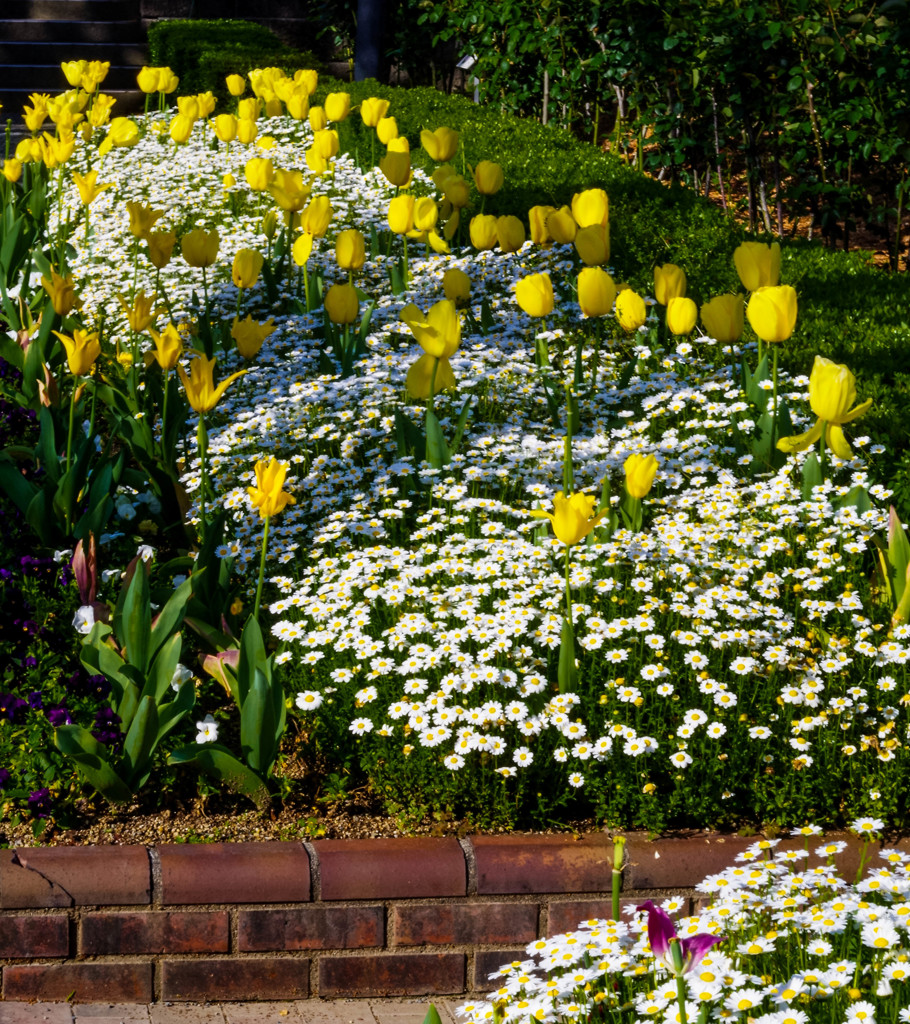 チューリップとノースボール４