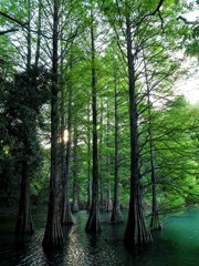 篠栗九大の森　２