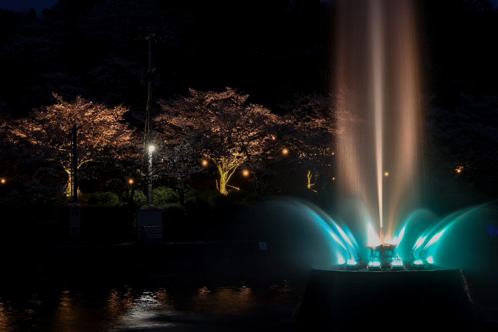 甘木公園の桜２０２０　その６
