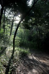 九大の森　１０