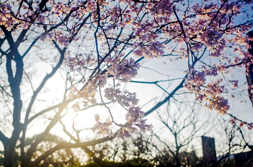 太宰府の桜６