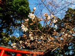 太宰府の桜