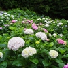 紫陽花その３