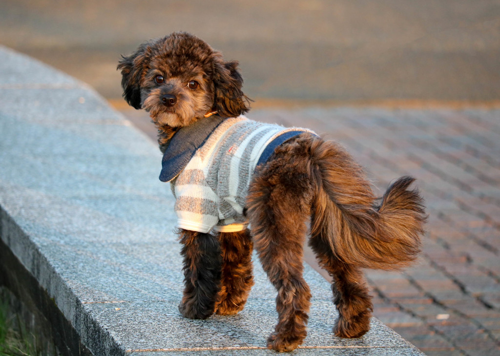 犬の散歩２