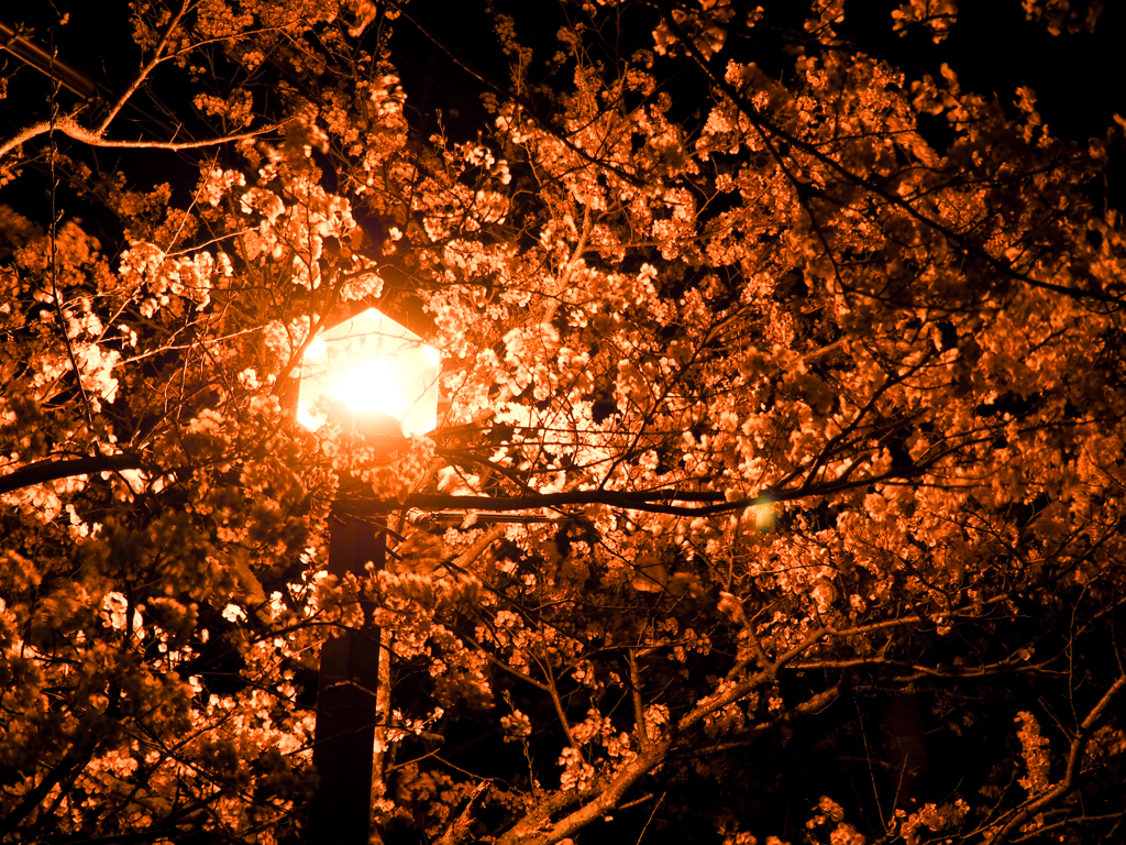 甘木の夜桜２
