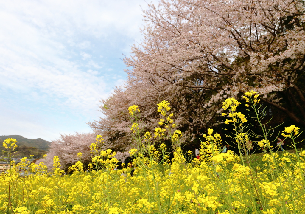 まだ菜の花も頑張っています。