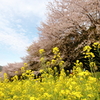 まだ菜の花も頑張っています。