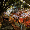 秋月の紅葉２０２３＃１