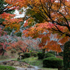 佐賀西渓公園の紅葉２０１９