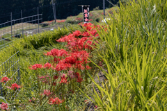 佐賀　江里山の棚田　彼岸花　その２