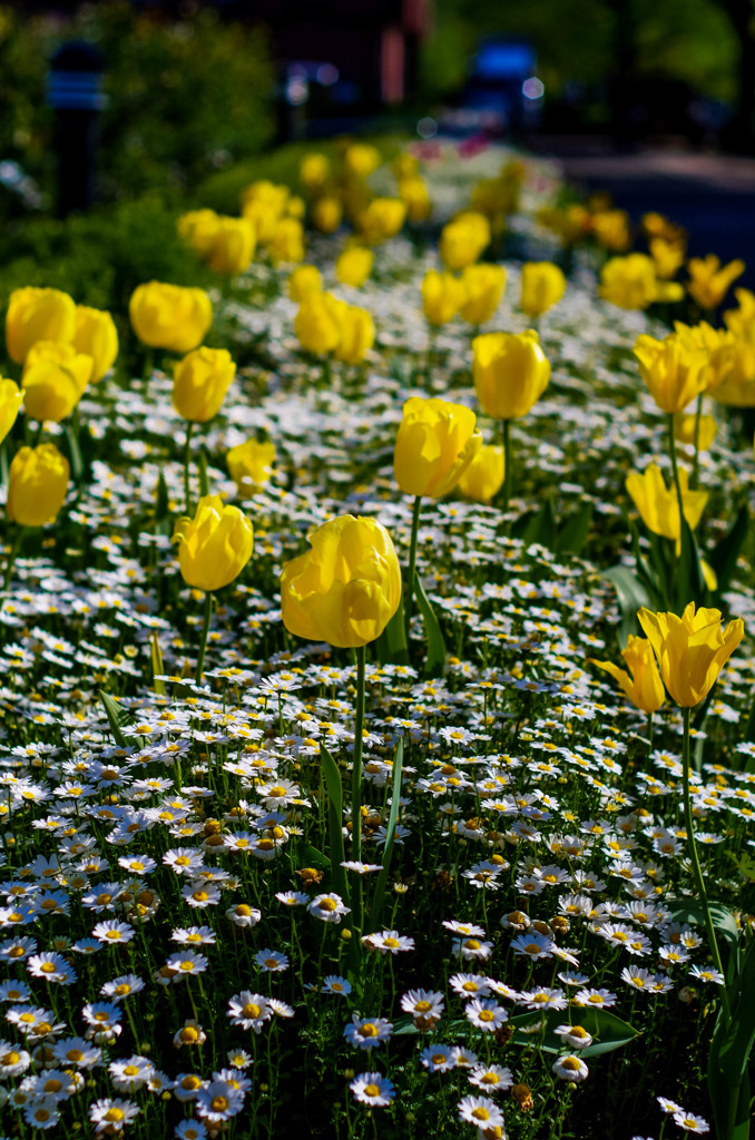 チューリップとノースボール６