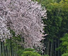 桜吹雪と竹
