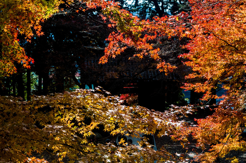 参道の紅葉２