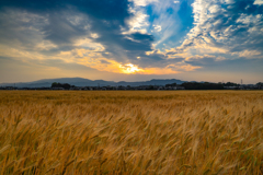 麦畑には夕陽　　１