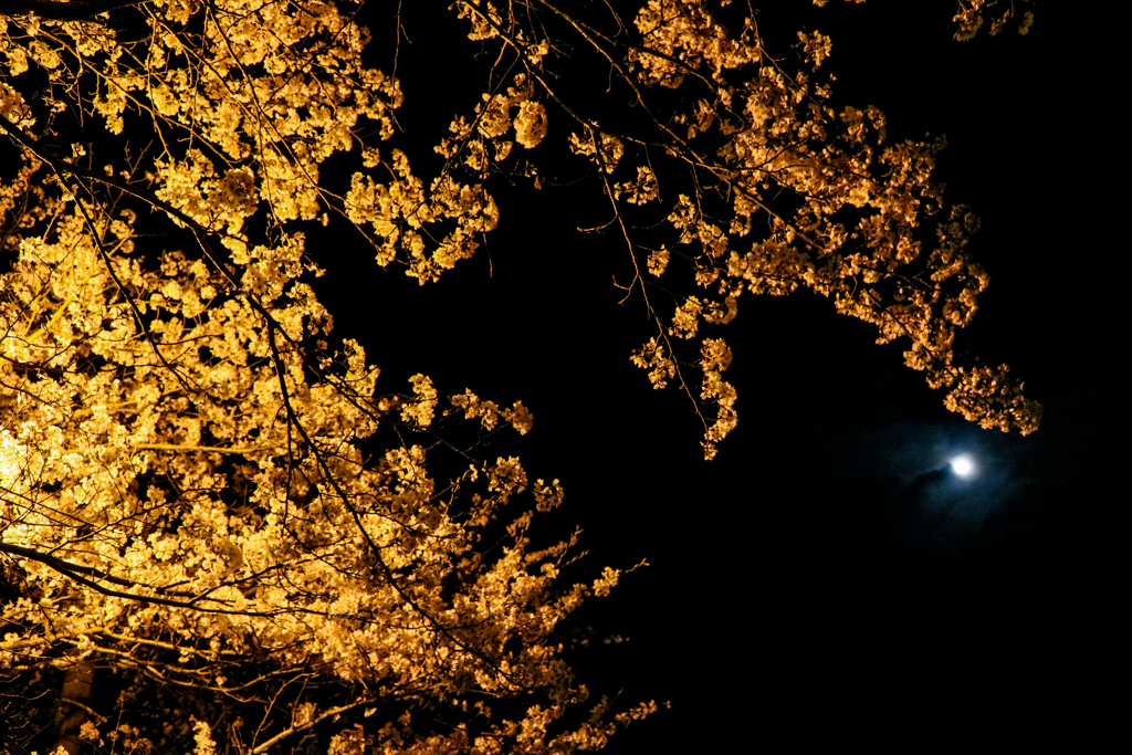 甘木の夜桜１