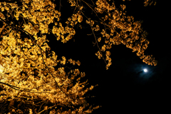 甘木の夜桜１