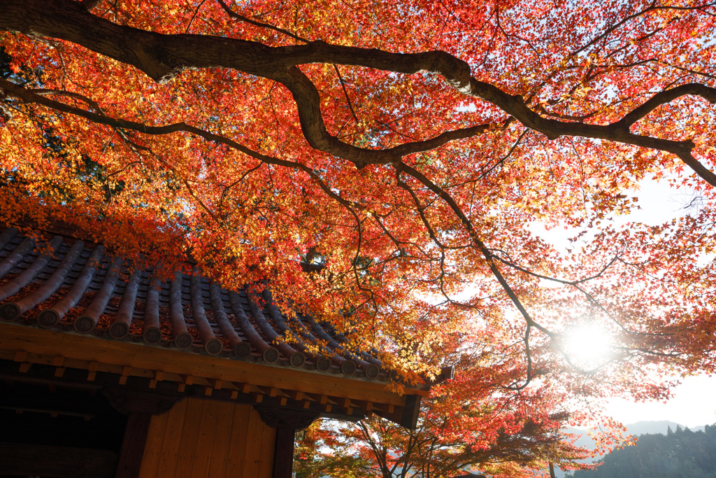 大興善寺２０２３秋＃１