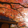 大興善寺２０２３秋＃１