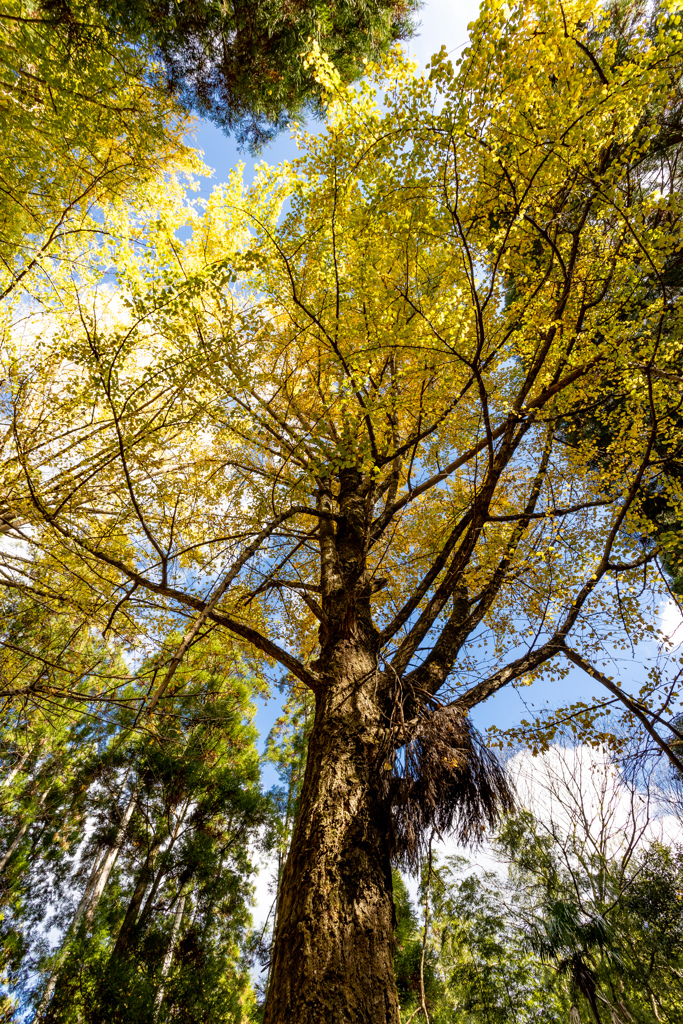 福岡秋月の紅葉２０２０　その２