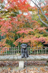 四王寺県民の森の紅葉を背景にワンコをパチリ