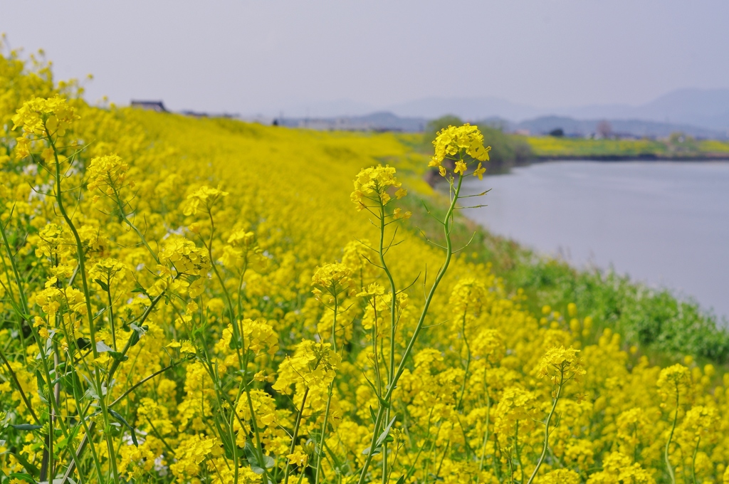 宝満川の菜の花　１