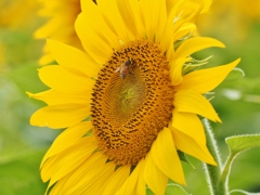 花粉集めご苦労様です