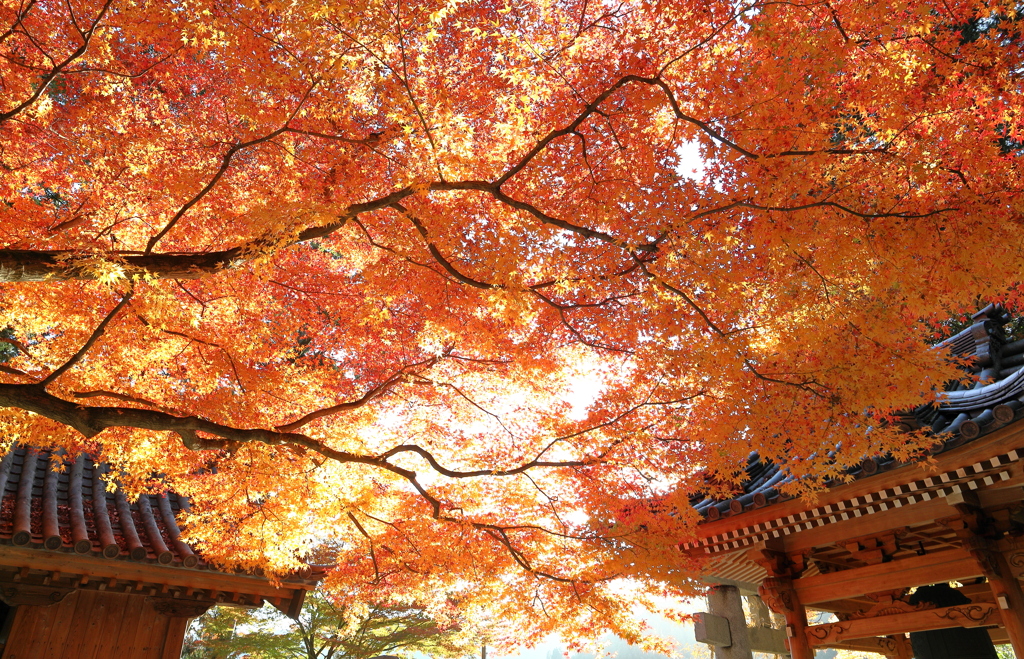 大興善寺の紅葉２０２１　その１３