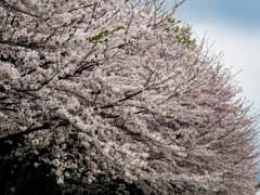 圧倒される桜