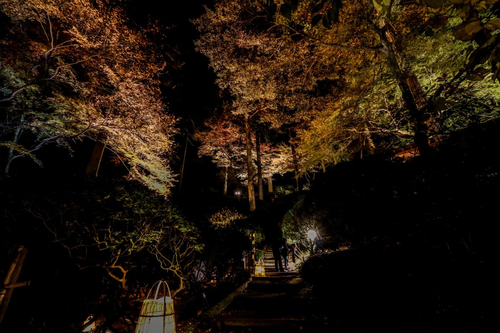 大興善寺のライトアップ　６