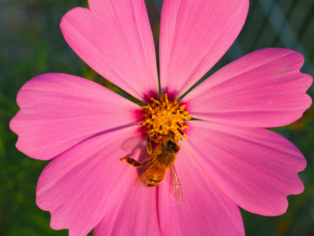 飛んで花に居る秋の蜂