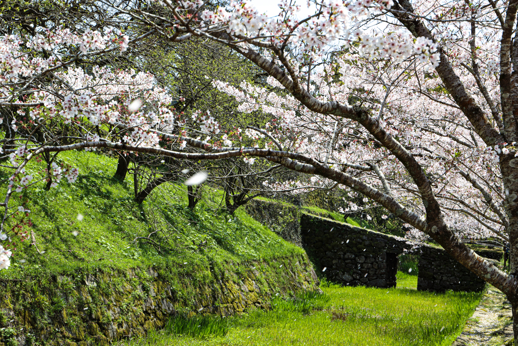 秋月の桜２０２０その２