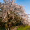 太宰府の桜2024その８