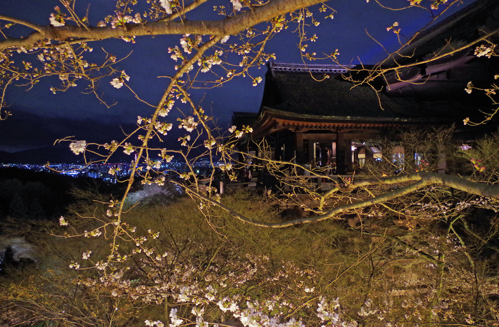 清水寺の桜