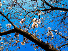 太宰府政庁跡の桜４