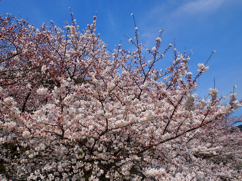 太宰府政庁跡の桜　５