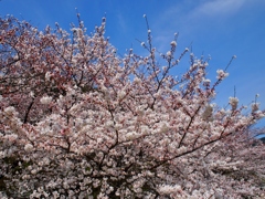 太宰府政庁跡の桜　５