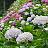 紫陽花その７
