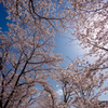 秋月の桜２０２２　その２