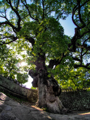 川上峡　神社の楠