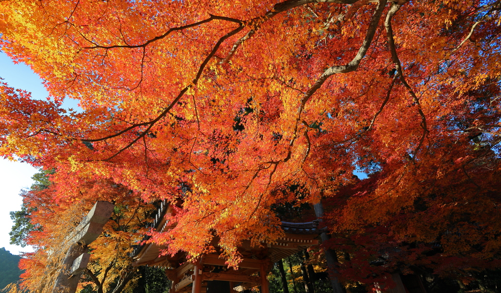 大興善寺の紅葉２０２１　その１６