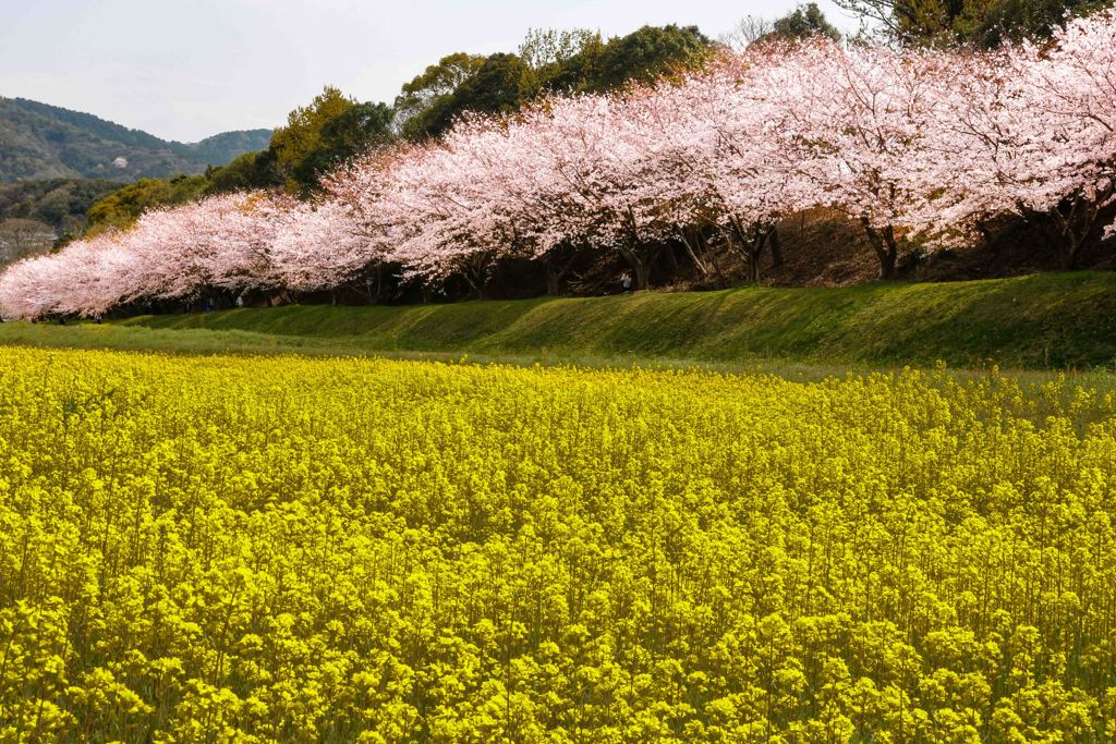 桜と菜の花のコントラスト１